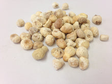 Pinellia (green dragons), Ban Xia (Fa) 40 pkts