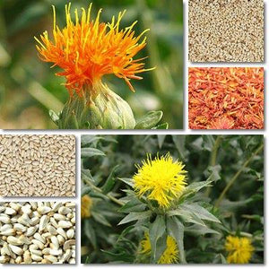 Carthamus/Safflower seeds (1 package)