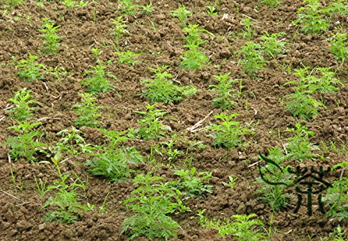 Annual Mugwort Artemisia Carvifolia Seeds 2000pcs, Family Asteraceae Artemisia Annua Seeds, Chinese Sweet Wormwood Qinghao Seeds