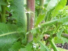 Lactuca Virosa (Wild Lettuce) 500 seeds