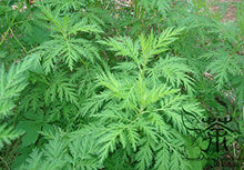 Annual Mugwort Artemisia Carvifolia Seeds 2000pcs, Family Asteraceae Artemisia Annua Seeds, Chinese Sweet Wormwood Qinghao Seeds