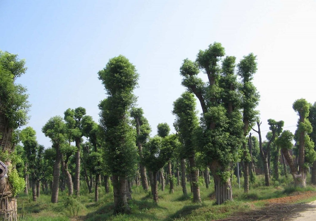 Borneol (camphor tree cinnamomum camphora evergreen tree) seeds, x10