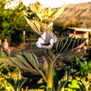Marshmallow Root Seeds