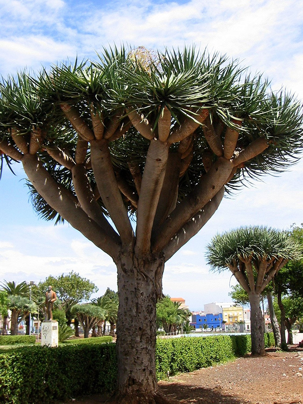 Dragon's Blood Tree, 8 Seeds (Dracaena Draco, Dragon's Blood)