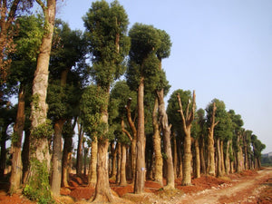 Borneol (camphor tree cinnamomum camphora evergreen tree) seeds, x10