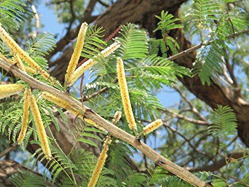 5 seeds of Acacia catechu CUTCH TREE Exotic SEEDS