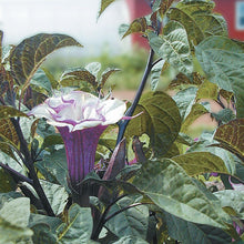 Datura seeds