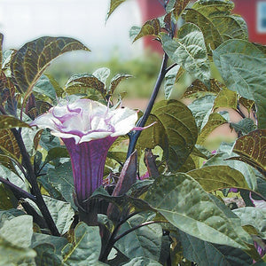 Datura seeds