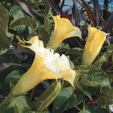 Datura seeds