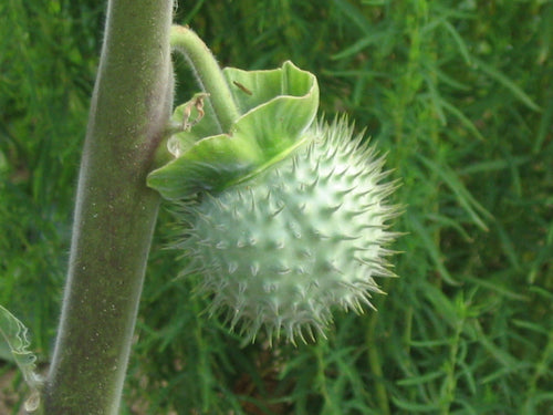 Datura powder