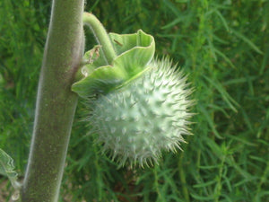 Datura powder